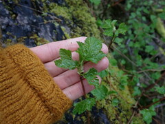 Physocarpus capitatus