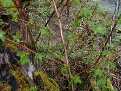 Physocarpus capitatus