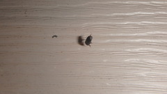 Aphodiinae