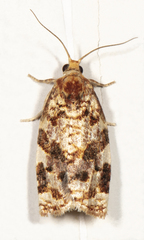 Archips argyrospila