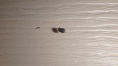 Aphodiinae