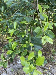 Ficus microcarpa