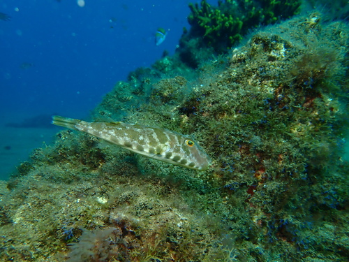 Gemarmerde kogelvis (Sphoeroides marmoratus) — Tetraodontidae — 2