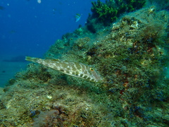 Sphoeroides marmoratus