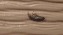 Aphodiinae