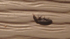 Aphodiinae