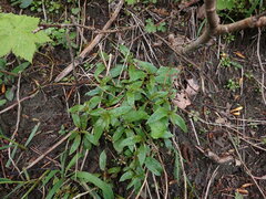 Penstemon serrulatus