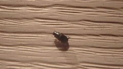Aphodiinae
