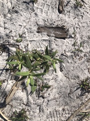 Crocanthemum corymbosum