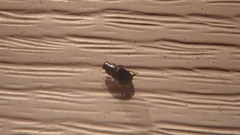 Aphodiinae