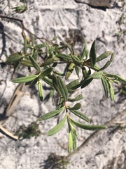 Crocanthemum corymbosum