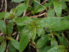 Penstemon serrulatus
