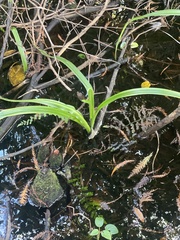 Crinum americanum
