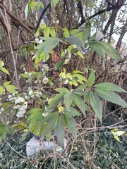 Vitex agnus-castus