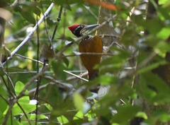 Chrysocolaptes guttacristatus