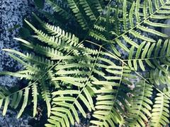 Pteris tripartita