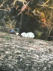 Favolus brasiliensis