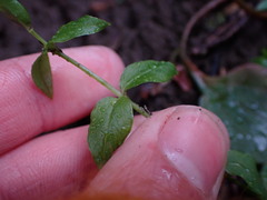Stellaria crispa