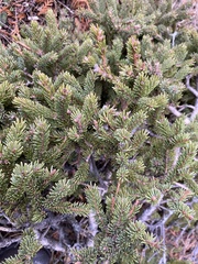 Picea glauca