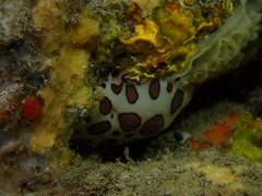 Peltodoris atromaculata