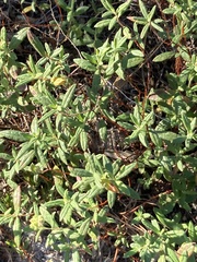 Crocanthemum corymbosum