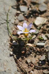 Romulea bulbocodium