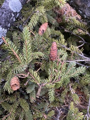 Picea glauca
