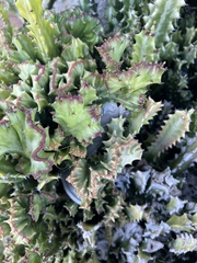Aloe arborescens