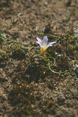 Romulea bulbocodium