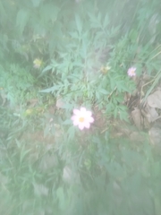 Cosmos caudatus