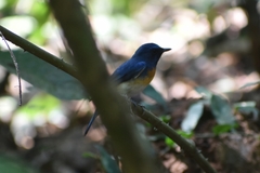 Cyornis rubeculoides