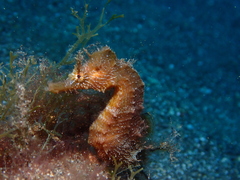 Hippocampus hippocampus