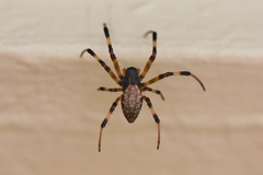 Nephilengys malabarensis