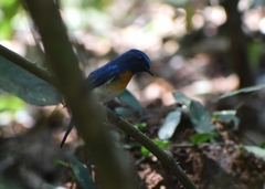 Cyornis rubeculoides