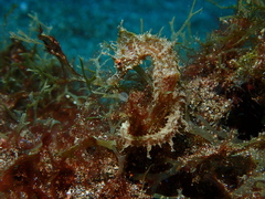 Hippocampus hippocampus