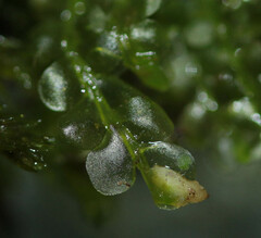 Chiloscyphus pallescens