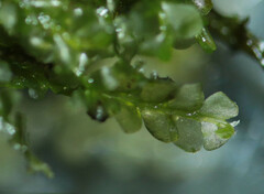 Chiloscyphus pallescens