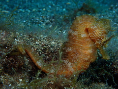 Hippocampus hippocampus