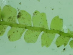 Chiloscyphus pallescens