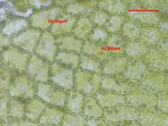 Chiloscyphus pallescens