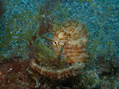 Hippocampus hippocampus