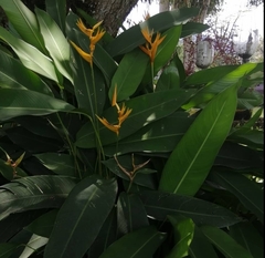 Heliconia longiflora
