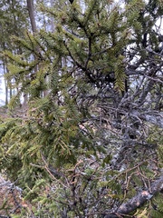 Picea glauca