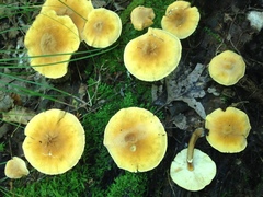 Cystoderma granosum