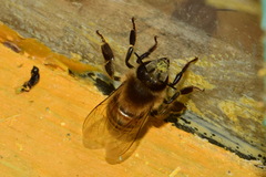 Apis mellifera