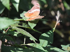 Anartia fatima colima