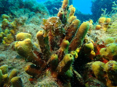 Hippocampus hippocampus