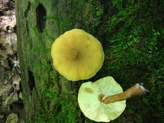 Cystoderma granosum