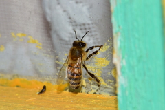 Apis mellifera