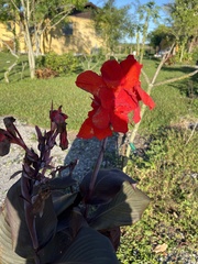 Canna × generalis